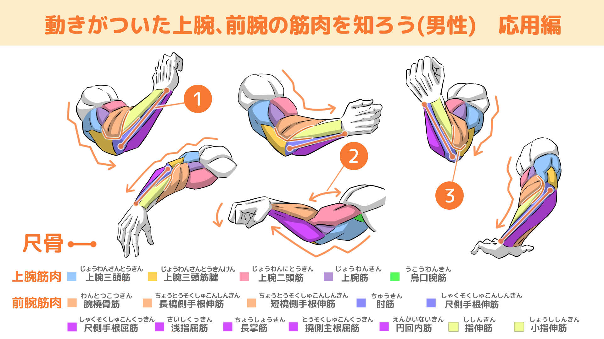 ⑫_動きがついた上腕、前腕の筋肉を知ろう(男性)　応用編